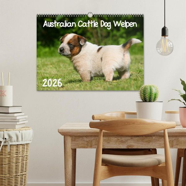 Produktbild: Australian Cattle Dog Welpen (Wandkalender 2026 DIN A3 quer), CALVENDO Monatskalender