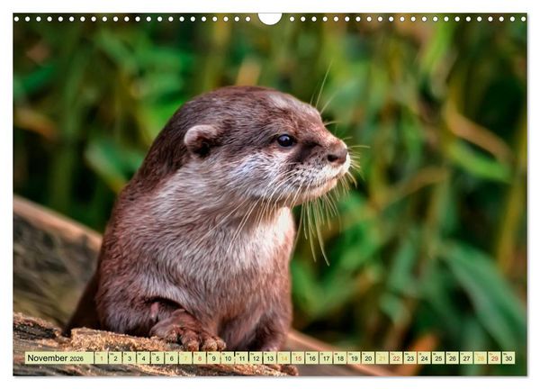 Produktbild: Fischotter - putzige Kerlchen und elegante Schwimmer (Wandkalender 2026 DIN A3 quer), CALVENDO Monatskalender