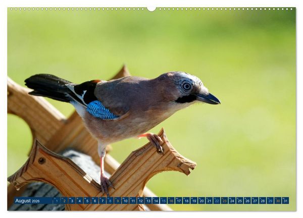 Produktbild: Eichelh&auml;her - Egon der Eichelh&auml;her fotografiert von Ostfriesenfotografie (Wandkalender 2026 DIN A2 quer), CALVENDO Monatskalender