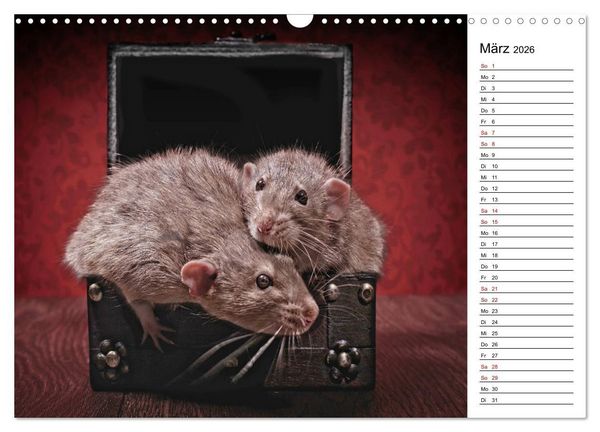 Produktbild: Ratten. Kleine Nager, gro&szlig;es Herz. (Wandkalender 2026 DIN A3 quer), CALVENDO Monatskalender