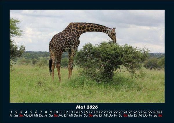 Produktbild: Giraffen 2026 Fotokalender DIN A5