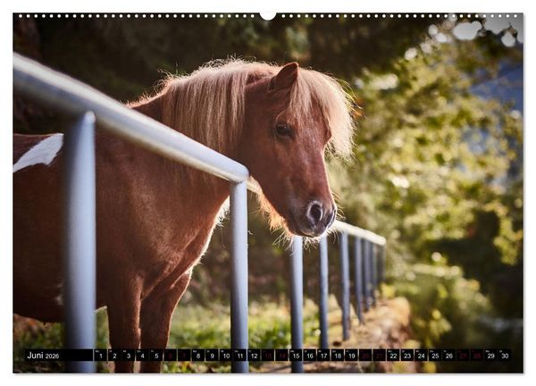 Produktbild: Shetlandpony Kalender (hochwertiger Premium Wandkalender 2026 DIN A2 quer), Kunstdruck in Hochglanz