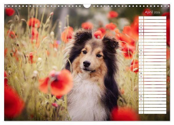 Produktbild: Shetland Sheepdogs Blacky, Anry, Mojo 2026 (Wandkalender 2026 DIN A3 quer), CALVENDO Monatskalender