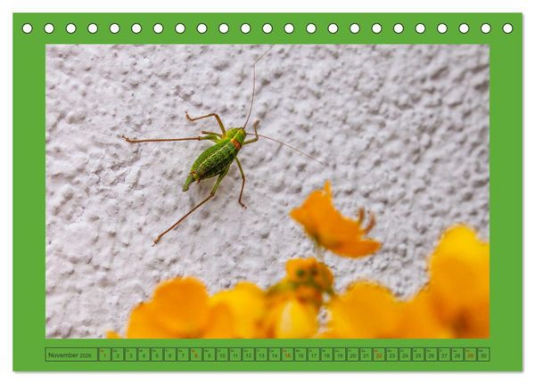 Produktbild: Wir sind die Stars im Garten (Tischkalender 2026 DIN A5 quer), CALVENDO Monatskalender