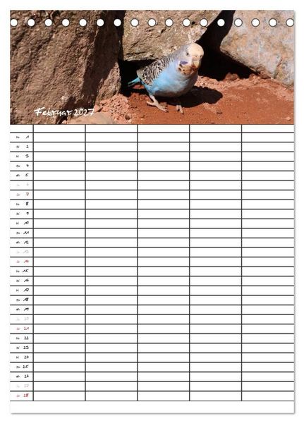 Produktbild: Wellensittiche (Tischkalender 2027 DIN A5 hoch), CALVENDO Monatskalender