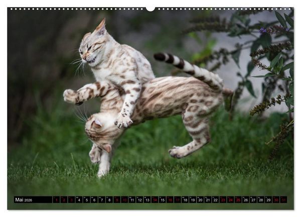 Produktbild: Bengalen Outdoor und Action (hochwertiger Premium Wandkalender 2026 DIN A2 quer), Kunstdruck in Hochglanz