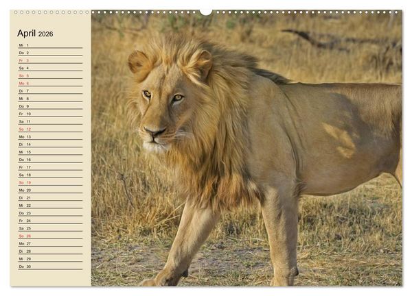 Produktbild: L&ouml;wen in freier Wildbahn (hochwertiger Premium Wandkalender 2026 DIN A2 quer), Kunstdruck in Hochglanz