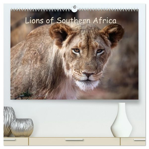 Lions of Southern Africa (High Quality Premium Wall Calendar 2026 DIN A2 landscape),CALVENDO 12 Month Wall Calendar