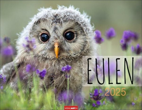 'Eulen Kalender 2025' - 'Vögel