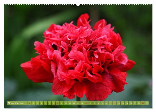 Produktbild: Mohn Tage (hochwertiger Premium Wandkalender 2026 DIN A2 quer), Kunstdruck in Hochglanz