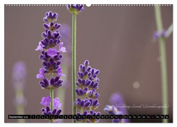 Produktbild: Zierbilder der Natur BLUMEN (Wandkalender 2026 DIN A2 quer), CALVENDO Monatskalender