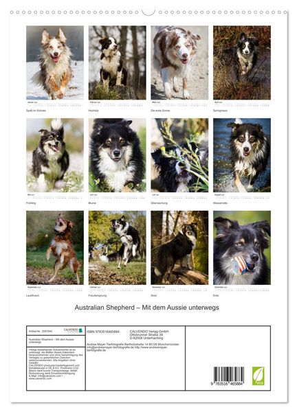 Produktbild: Australian Shepherd &ndash; Mit dem Aussie unterwegs (hochwertiger Premium Wandkalender 2026 DIN A2 hoch), Kunstdruck in Hochglanz