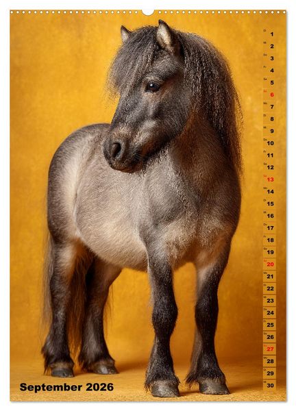 Produktbild: Das Leben ist ein Ponyhof - Zwergponys im Studiolicht (hochwertiger Premium Wandkalender 2026 DIN A2 hoch), Kunstdruck in Hochglanz
