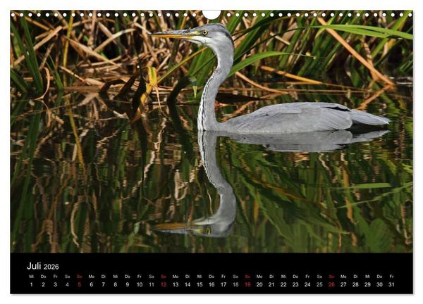 Produktbild: Aus dem Leben der Graureiher (Wandkalender 2026 DIN A3 quer), CALVENDO Monatskalender