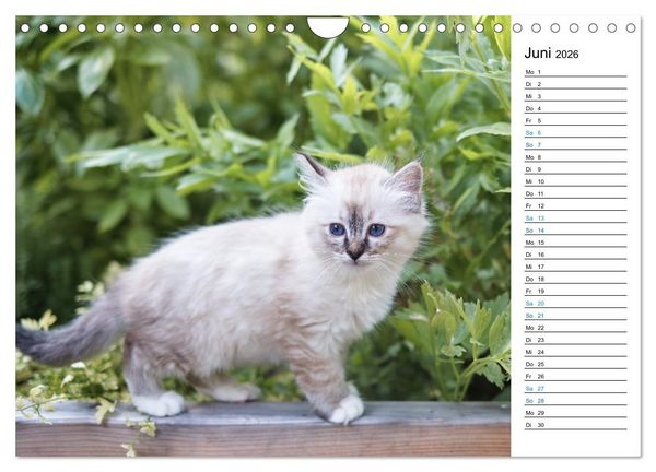 Produktbild: Heilige Birma Kitten mit Planer (Wandkalender 2026 DIN A4 quer), CALVENDO Monatskalender