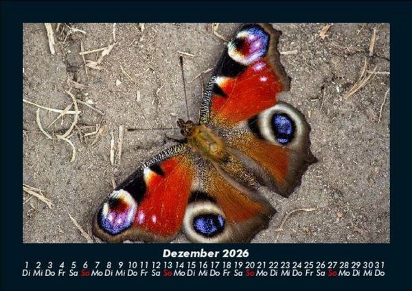 Produktbild: Bunte Pracht der Schmetterlinge 2026 Fotokalender DIN A5