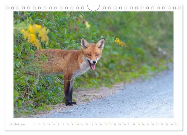 Produktbild: Un an avec le renard roux (Calendrier mural 2027 DIN A4 vertical), CALVENDO calendrier mensuel