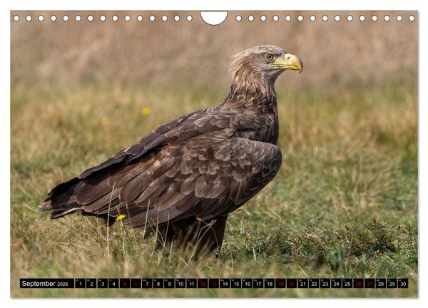Produktbild: Seeadler in Polen (Wandkalender 2026 DIN A4 quer), CALVENDO Monatskalender