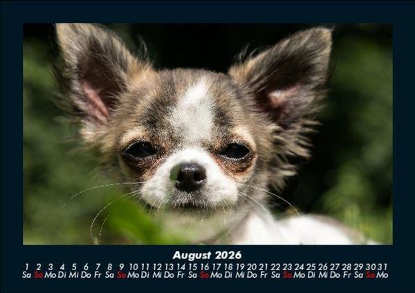 Produktbild: Hundezauber 2026 Fotokalender DIN A5
