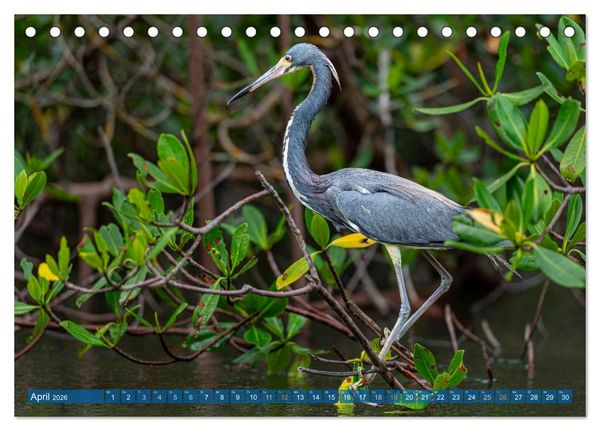 Produktbild: Blaureiher und Dreifarbenreiher (Tischkalender 2026 DIN A5 quer), CALVENDO Monatskalender