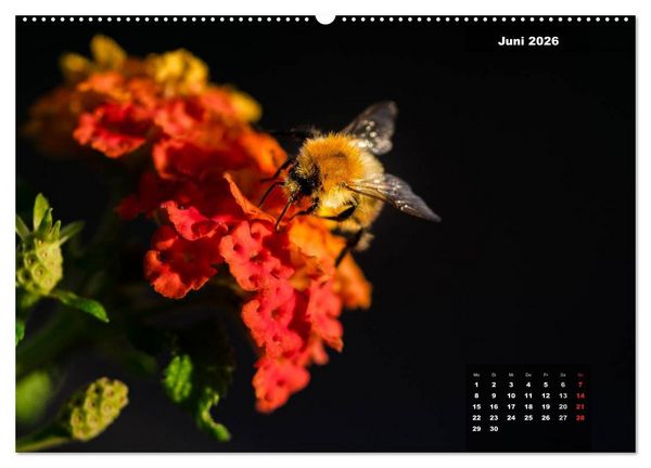 Produktbild: Der Natur auf der Spur - Makro-Fotografien der besonderen Art (hochwertiger Premium Wandkalender 2026 DIN A2 quer), Kunstdruck in Hochglanz