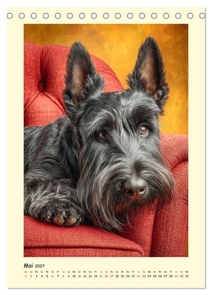 Produktbild: Scottish Terrier. W&uuml;rdevoller und robuster Gentlemen (Tischkalender 2027 DIN A5 hoch), CALVENDO Monatskalender