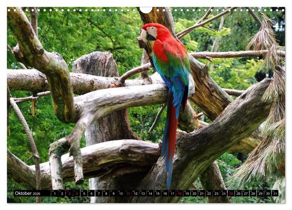Produktbild: Papageien. Bunt, laut und klug (Wandkalender 2026 DIN A3 quer), CALVENDO Monatskalender