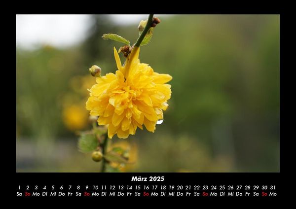Produktbild: Blumentr&auml;ume 2025 Fotokalender DIN A3