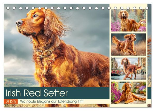 Irish Red Setter. Wo noble Eleganz auf Tatendrang trifft (Tischkalender 2026 DIN A5 quer), CALVENDO Monatskalender
