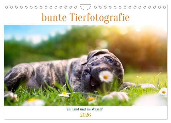 Produktbild: bunte Tierfotografie an Land und im Wasser (Wandkalender 2026 DIN A4 quer), CALVENDO Monatskalender