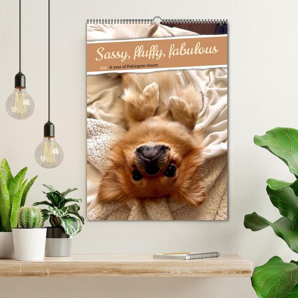 Produktbild: Sassy, fluffy, fabulous &ndash; A year of Pekingese charm (Wall Calendar 2026 DIN A2 portrait), CALVENDO 12 Month Wall Calendar