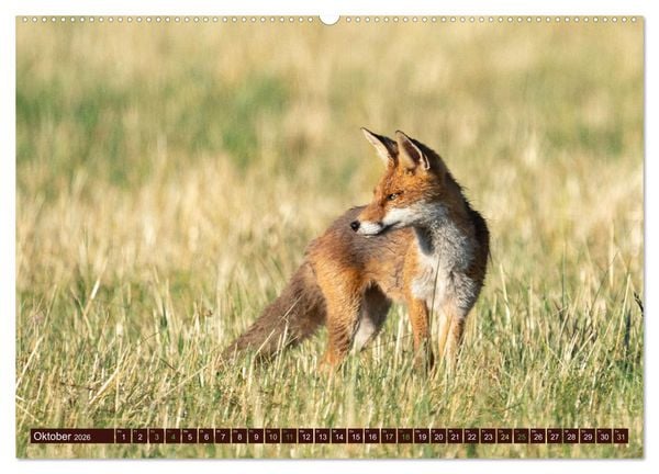 Produktbild: Zauberhafte Wesen - Reineke Fuchs und Meister Lampe (hochwertiger Premium Wandkalender 2026 DIN A2 quer), Kunstdruck in Hochglanz