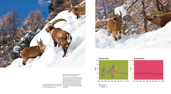 Produktbild: Der Steinbock