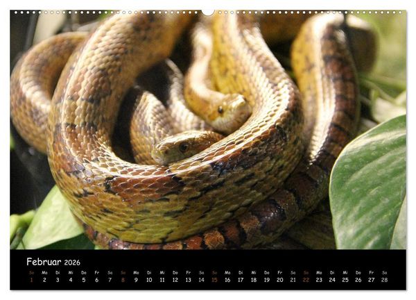 Produktbild: Reptilien 2026 (hochwertiger Premium Wandkalender 2026 DIN A2 quer), Kunstdruck in Hochglanz