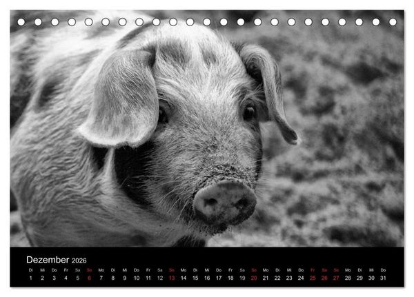 Produktbild: Das Leben der Schweine (Tischkalender 2026 DIN A5 quer), CALVENDO Monatskalender