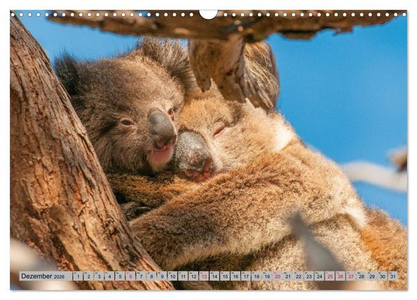 Produktbild: Australische Koalas (Wandkalender 2026 DIN A3 quer), CALVENDO Monatskalender