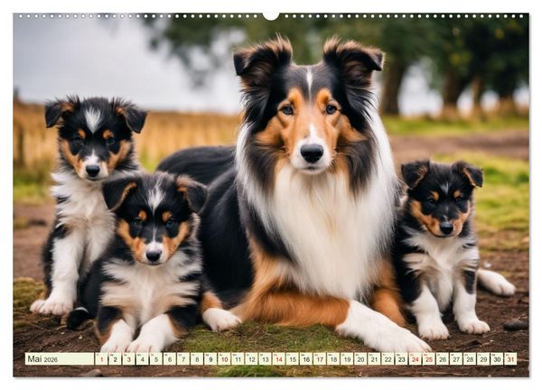 Produktbild: Traumhund Collie (hochwertiger Premium Wandkalender 2026 DIN A2 quer), Kunstdruck in Hochglanz