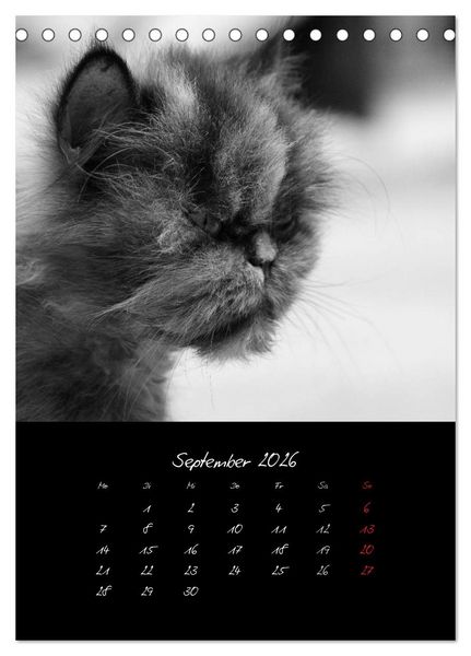 Produktbild: Katzenalltag 2026 (Tischkalender 2026 DIN A5 hoch), CALVENDO Monatskalender