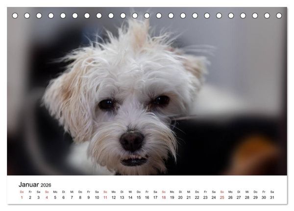 Produktbild: Moritz, der freche Malteser (Tischkalender 2026 DIN A5 quer), CALVENDO Monatskalender