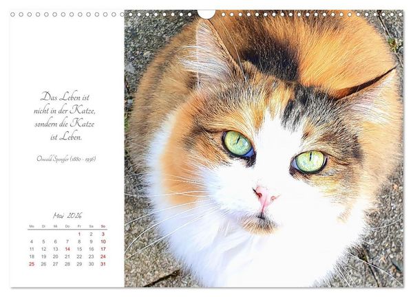 Produktbild: Catlovers - Ein Jahr voller Samtpfoten und charmanten Weisheiten (Wandkalender 2026 DIN A3 quer), CALVENDO Monatskalender