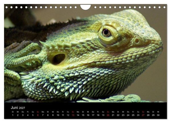 Produktbild: Die Welt der Haustiere (Wandkalender 2027 DIN A4 quer), CALVENDO Monatskalender