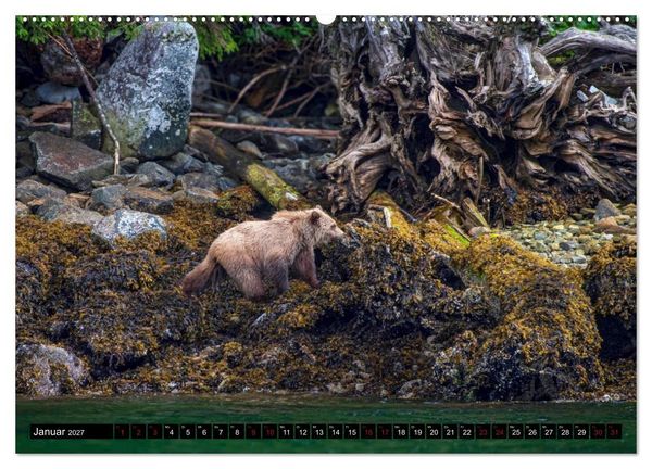 Produktbild: Grizzlys und Geisterb&auml;ren - Glendale Cove, Kanada (hochwertiger Premium Wandkalender 2027 DIN A2 quer), Kunstdruck in Hochglanz