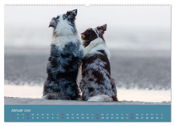 Produktbild: Mit Aussies unterwegs - Die bunte Welt der Australian Shepherds (hochwertiger Premium Wandkalender 2026 DIN A2 quer), Kunstdruck in Hochglanz