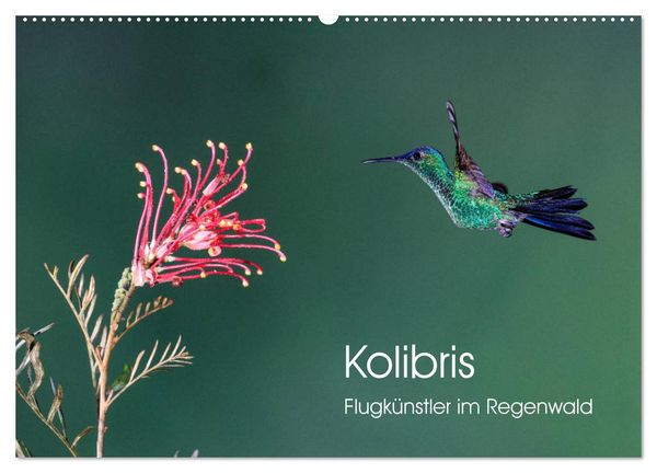 Produktbild: Kolibris - Flugk&uuml;nstler im Regenwald (Wandkalender 2026 DIN A2 quer), CALVENDO Monatskalender