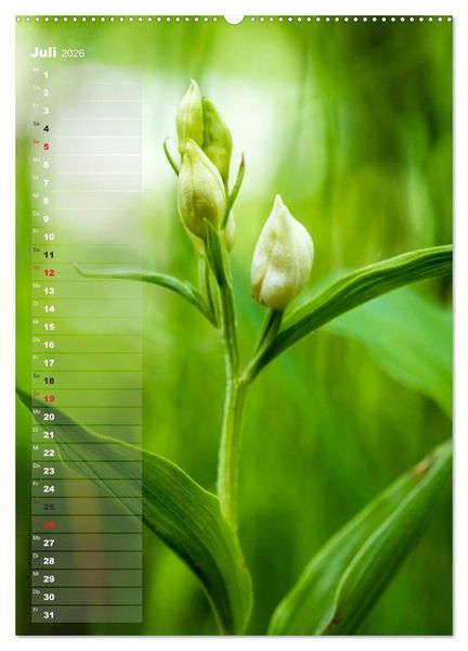 Produktbild: Auf der Suche nach Orchideen in Deutschland (Wandkalender 2026 DIN A2 hoch), CALVENDO Monatskalender