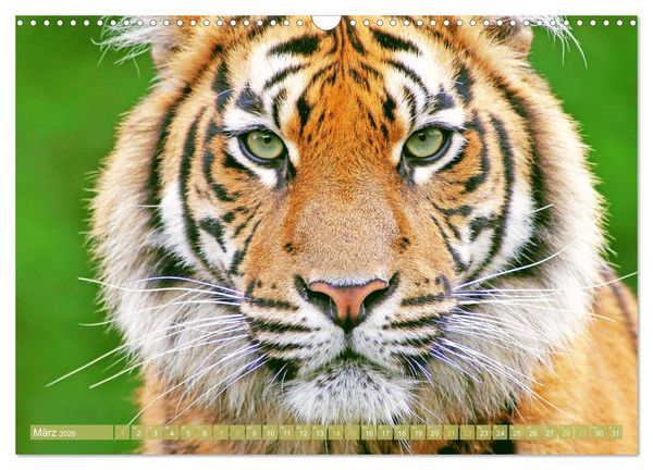 Produktbild: Tiger: Gestreifte J&auml;ger (Wandkalender 2026 DIN A3 quer), CALVENDO Monatskalender