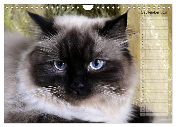 Produktbild: Katzen im Portr&auml;t / Geburtstagskalender (Wandkalender 2027 DIN A4 quer), CALVENDO Monatskalender