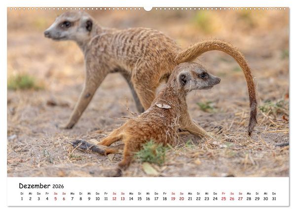 Produktbild: Afrikas kleine Stars (Wandkalender 2026 DIN A2 quer), CALVENDO Monatskalender