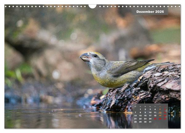Produktbild: SINGV&Ouml;GEL - Die pr&auml;chtigen S&auml;nger in sch&ouml;nem Ambiente (Wandkalender 2026 DIN A3 quer), CALVENDO Monatskalender