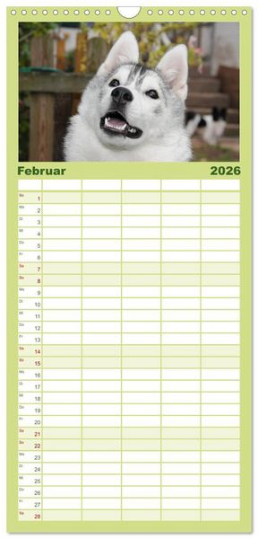 Produktbild: Familienplaner 2026 - Siberian Husky - der Urtyp mit 5 Spalten (Wandkalender, 21 x 45 cm) CALVENDO